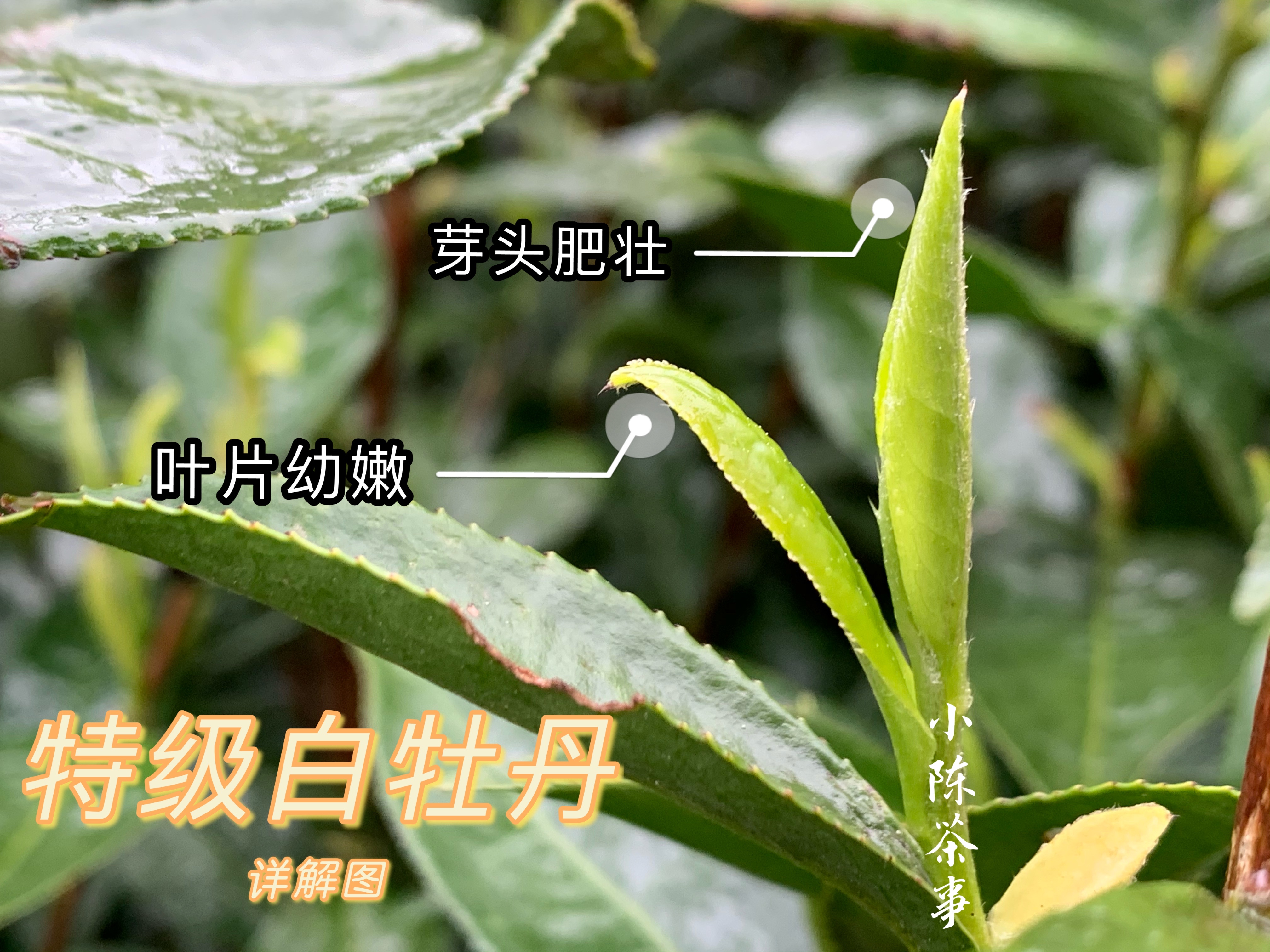饼茶没有散茶好，寿眉不值钱，10个白茶偏心语录，你中了几个？