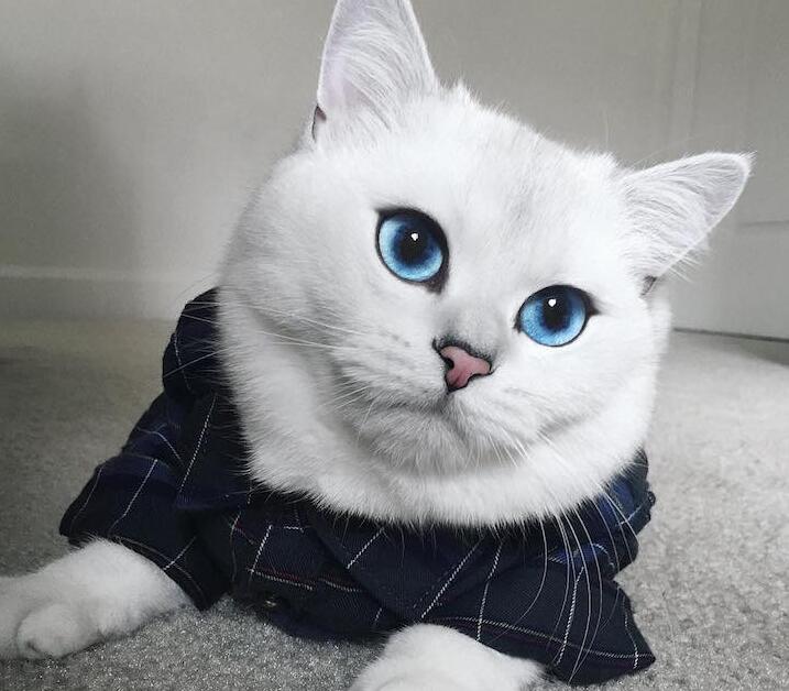猫品种有哪些（公认颜值最高的10种猫咪）