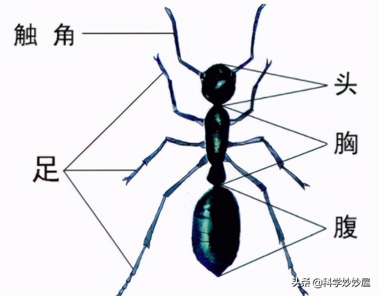 昆虫中的大力士——蚂蚁
