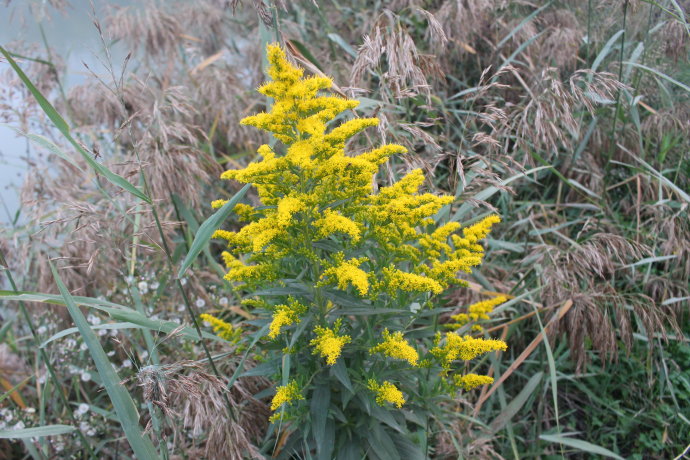 一枝黄花,见过吗?内服治感冒头痛,咽喉肿痛,外用治鹅掌风
