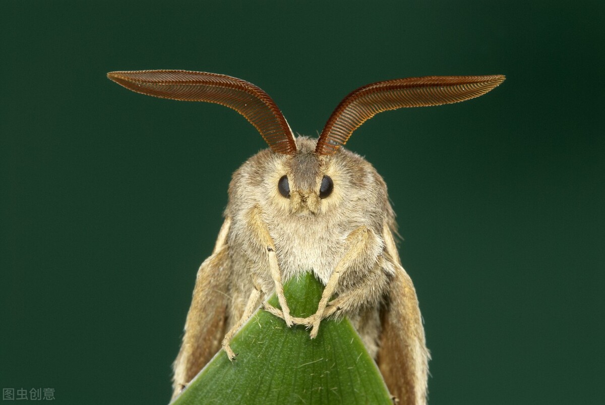这五种小虫子，我想大家在家里都见过