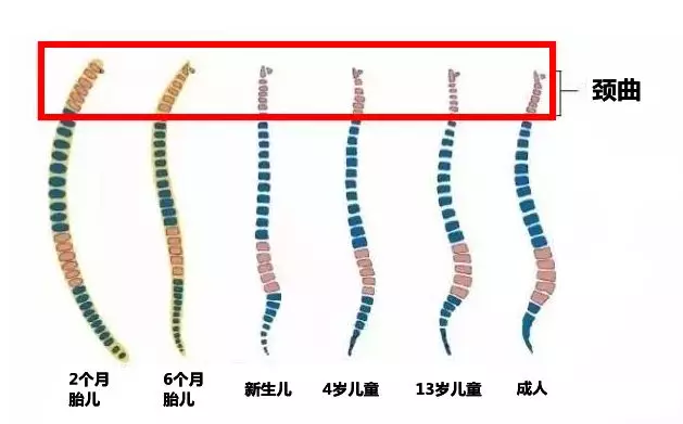 别太早给娃用枕头，尤其是这3种，有害无利