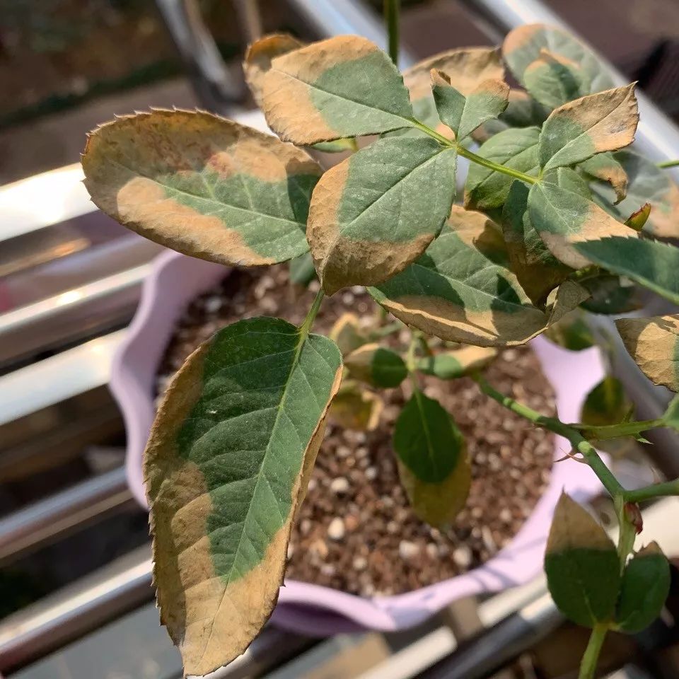 菜叶发黄是什么原因怎么防治（植物叶子发黄的七个原因）