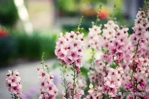 心宽,路自宽