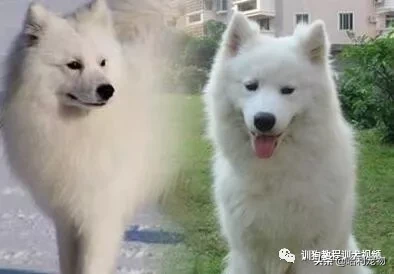 银狐犬和萨摩耶有什么区别？银狐犬和萨摩耶的不同之处是什么