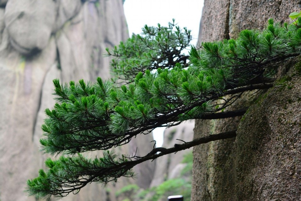 植树节||10种树，48个诗词名句，祝君心有嘉树，胸怀鸿鹄