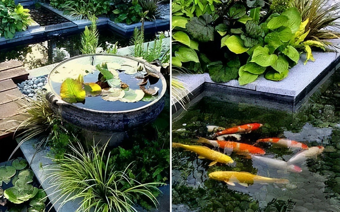 鱼池里的中国红，这样的庭院是不是爱了