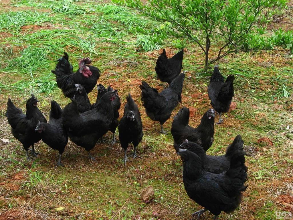 珍稀禽类，通体乌黑，含17种氨基酸，一斤卖25元，可养殖吗