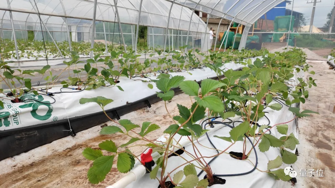 没想到,拼多多竟然想用AI种草莓给我吃