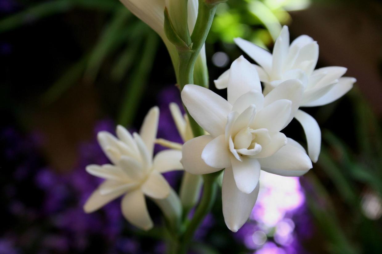 夜來(lái)香幾月開(kāi)花,夜來(lái)香幾月開(kāi)花幾月結(jié)束