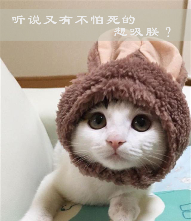 自从养了猫以后，全家人都以为我在吸毒！你家主子每个月花多少钱