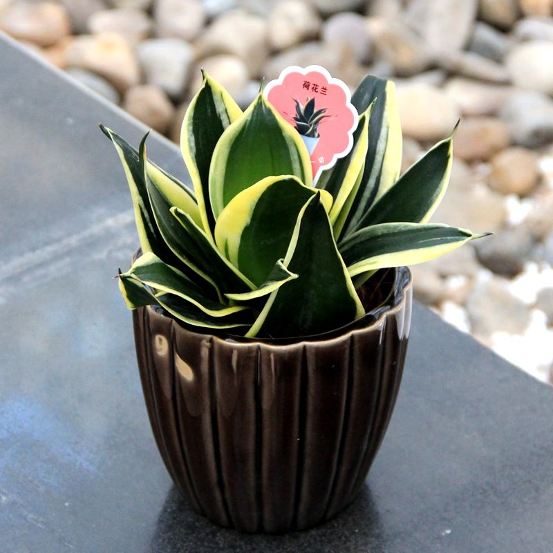 原来虎皮兰如此美,清新可爱不输多肉