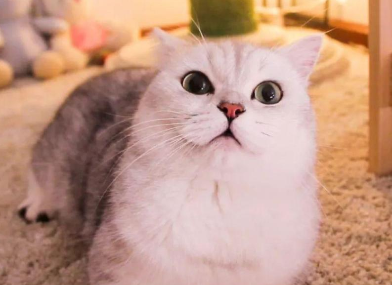猫咪有这几个表现，说明它“怀孕”了，主人别傻傻不知道