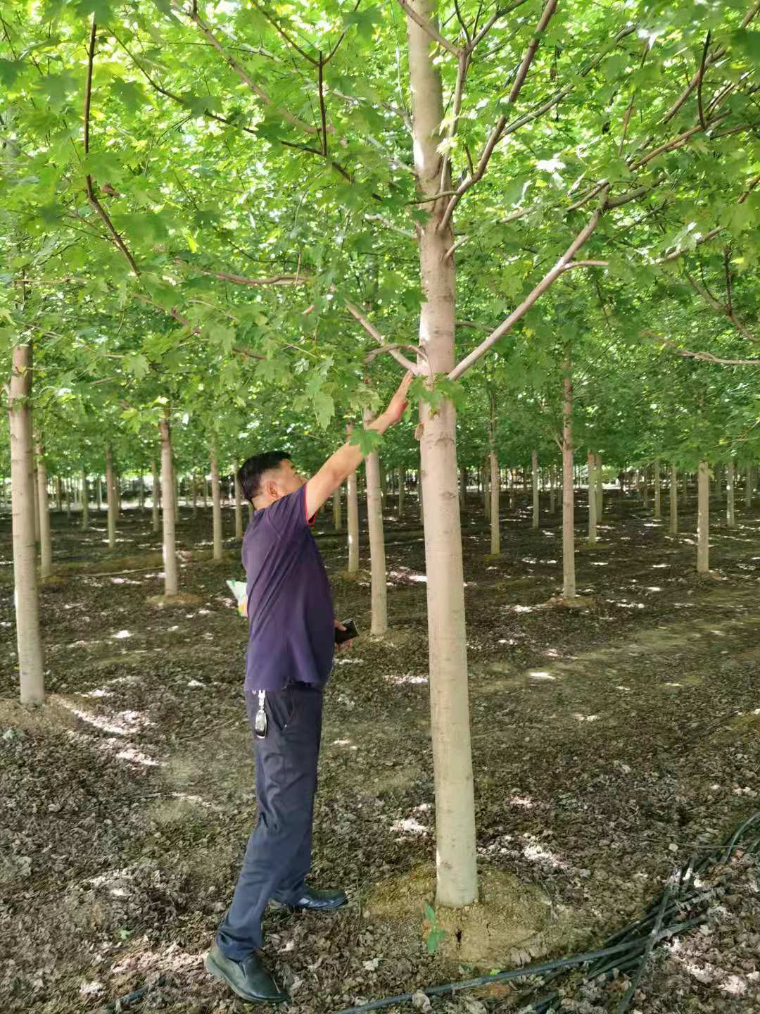 美国红枫树怎样栽培（种红枫树的诀窍竟然是让树慢些长）