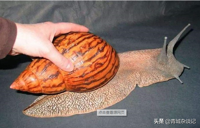 菜螺图片(非洲蜗牛足有2斤重，入侵我国多年，云南河口被迫更换蔬菜品类)