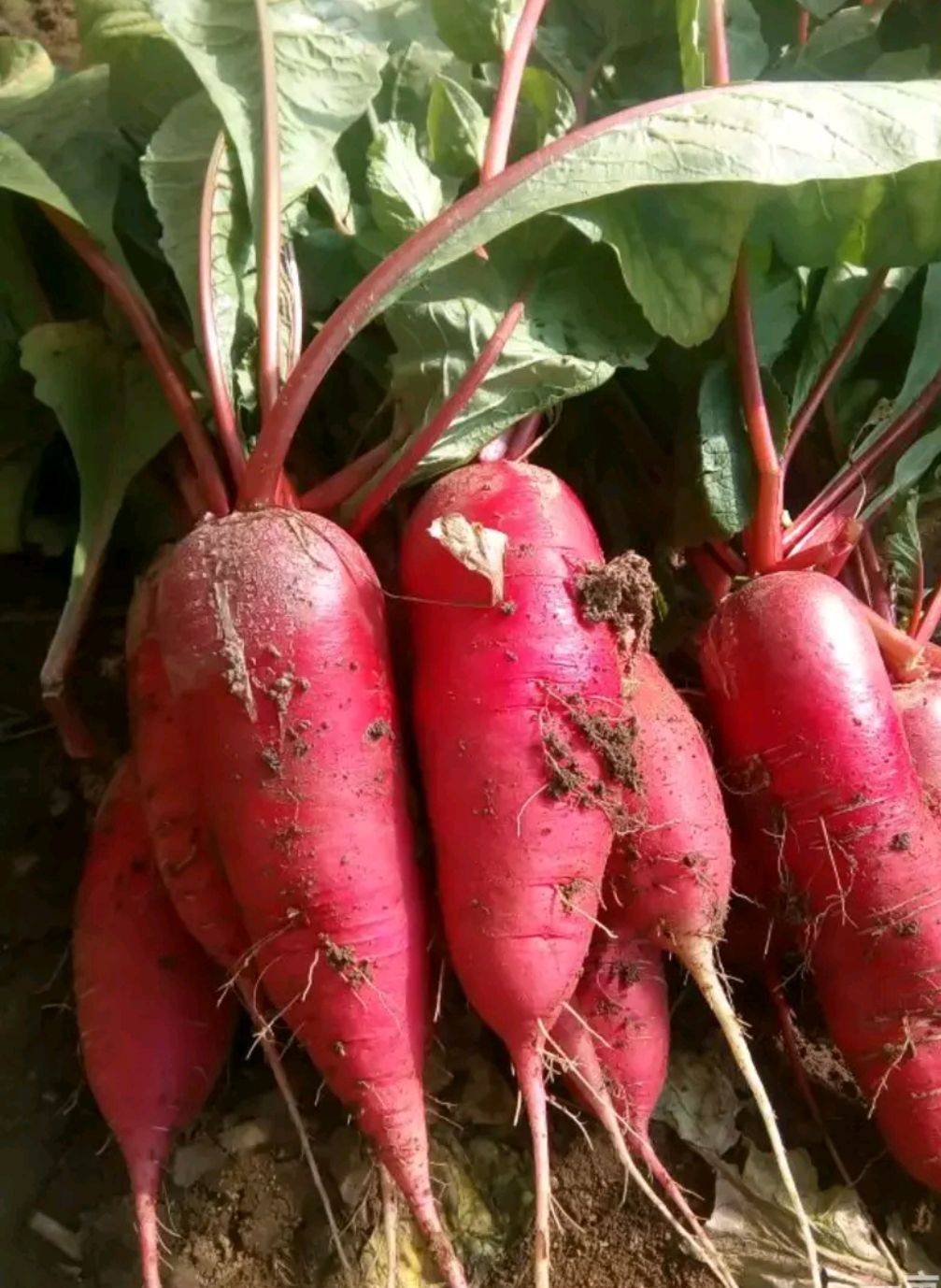 玄参(水萝卜)基部楔形,圆形或近心形,边缘具细锯齿,齿缘反卷,多少软骨