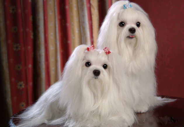 最好看的狗是什么品种世界上最漂亮的狗狗排名榜前十