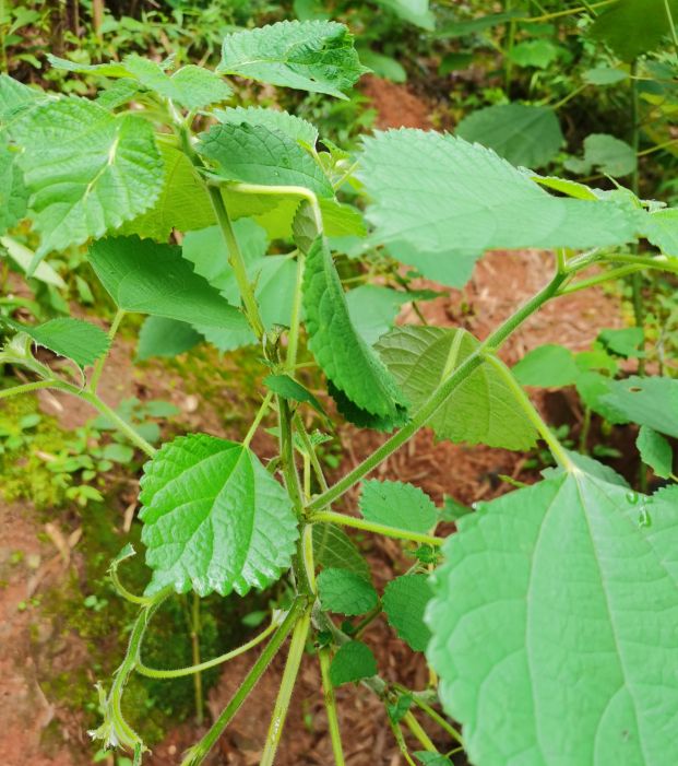 麻植物长什么样（随处可见最常用的伫麻跟亚麻）