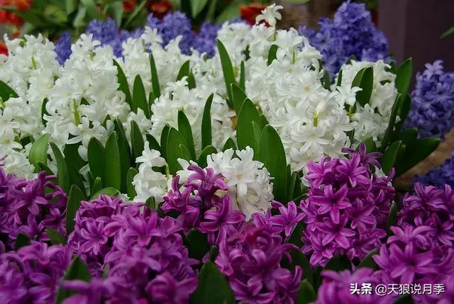 学会这几招，轻松水培芳香可爱的风信子