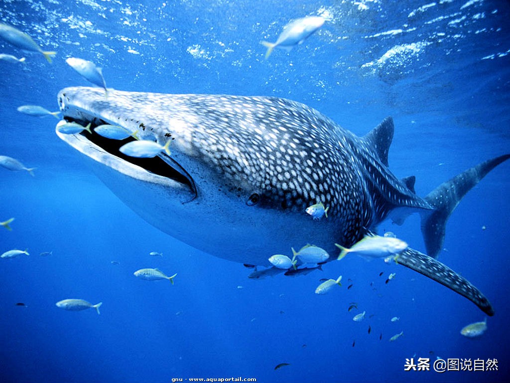 世界上最大的鱼，个头堪比鲸鱼！