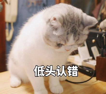 猫咪认错表情包合集