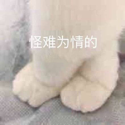 可爱猫猫的表情包合集｜咋回事呢，小老弟