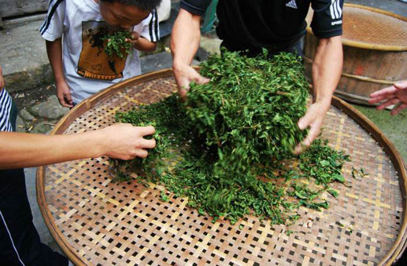 仙人掌茶的功效与作用（仙人掌茶茶叶品种介绍）