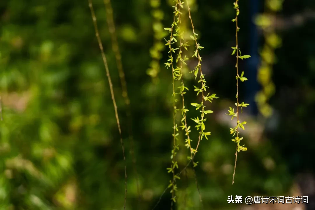 待到阴霾散尽，春光正好，我们赏读古诗词，品一品春天的味道