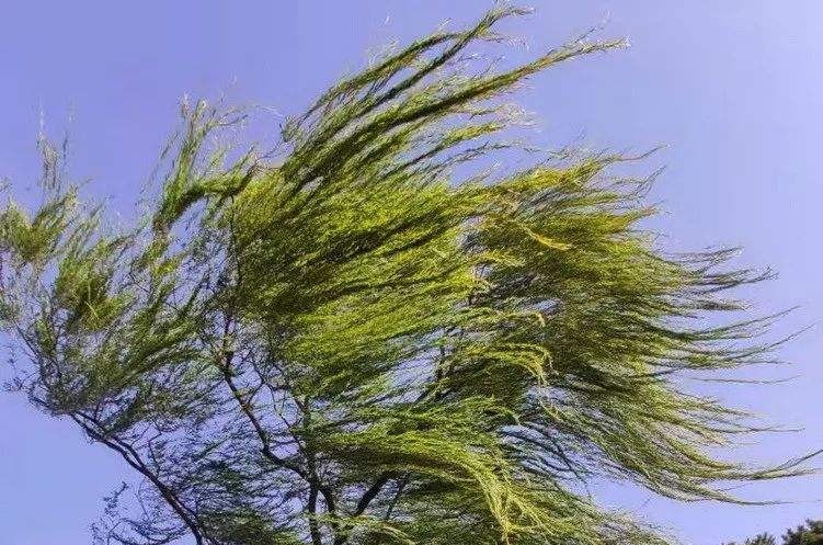 诗词《风又起》窗外狂风大作,使人不由思绪万千,感触良多.