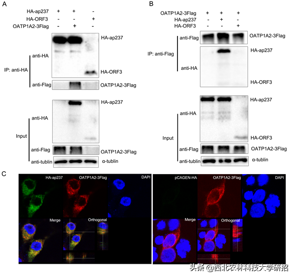 新进展！近期，西北农林科技大学9项科研成果登上国际权威期刊