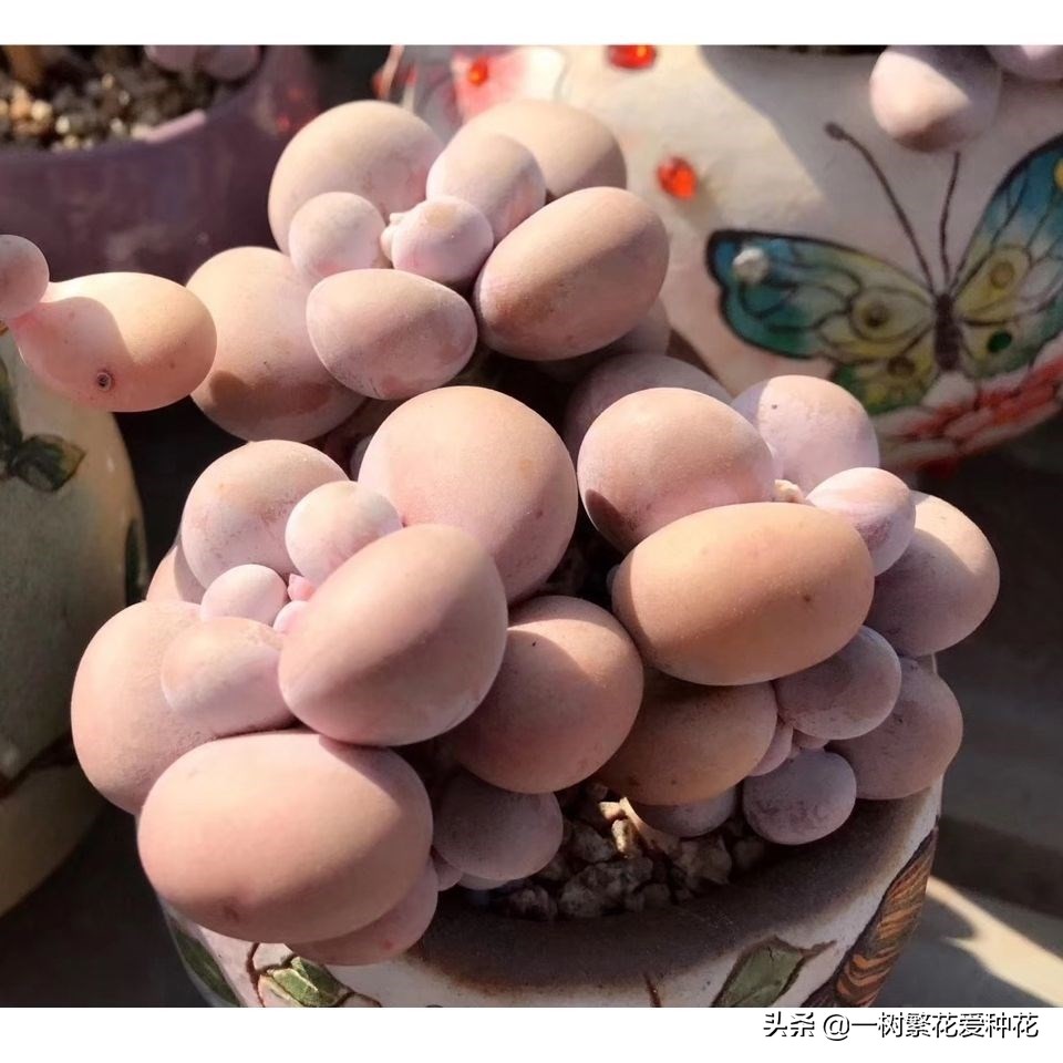跌落神坛的20种多肉，当年贵到下不了手，现在终于可以随便买了