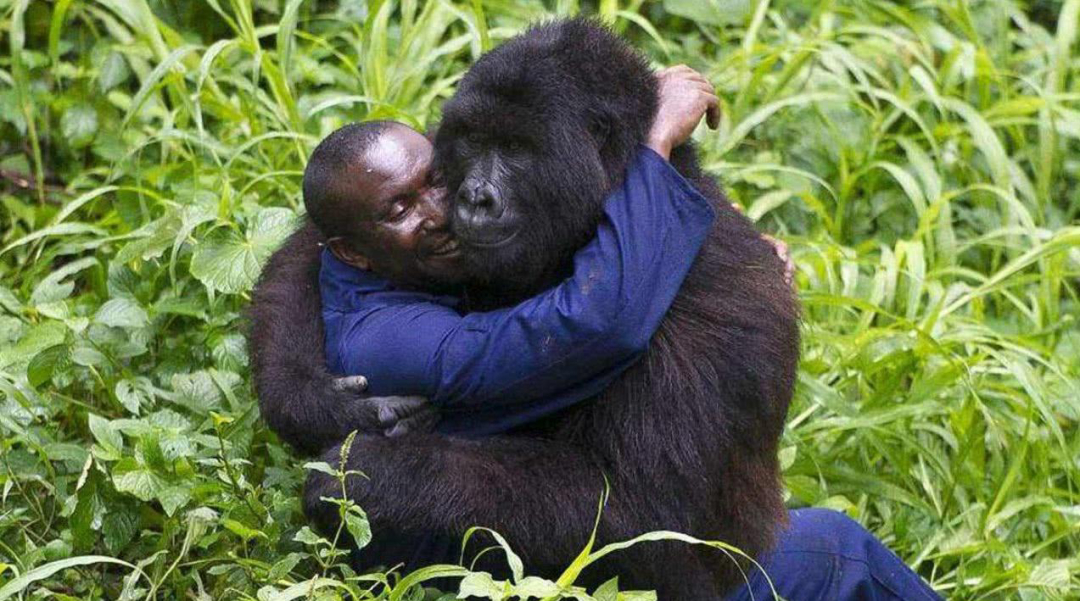 動物雜交的後代有多痛苦?還出現過挑戰人倫道德的人猿雜交實驗?