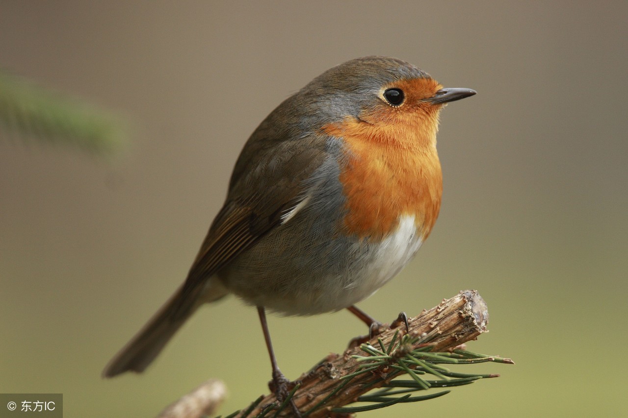 假如我是一只小鸟作文300字