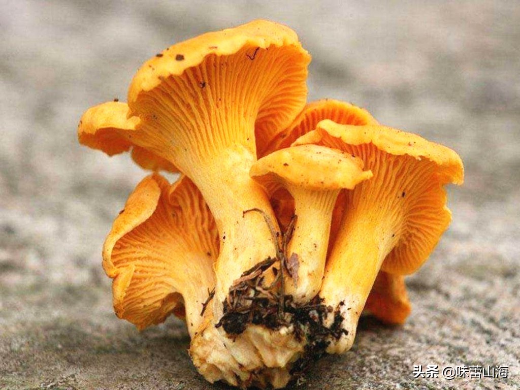 鸡油菌多少钱一斤(鸡油菌) - 价格百科