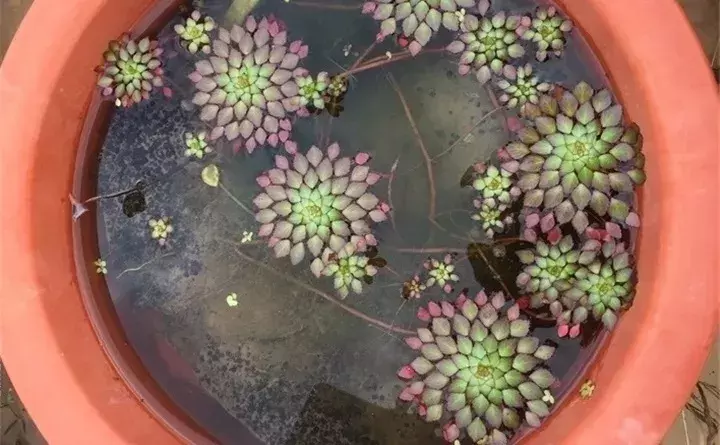 ˮֲ(10)