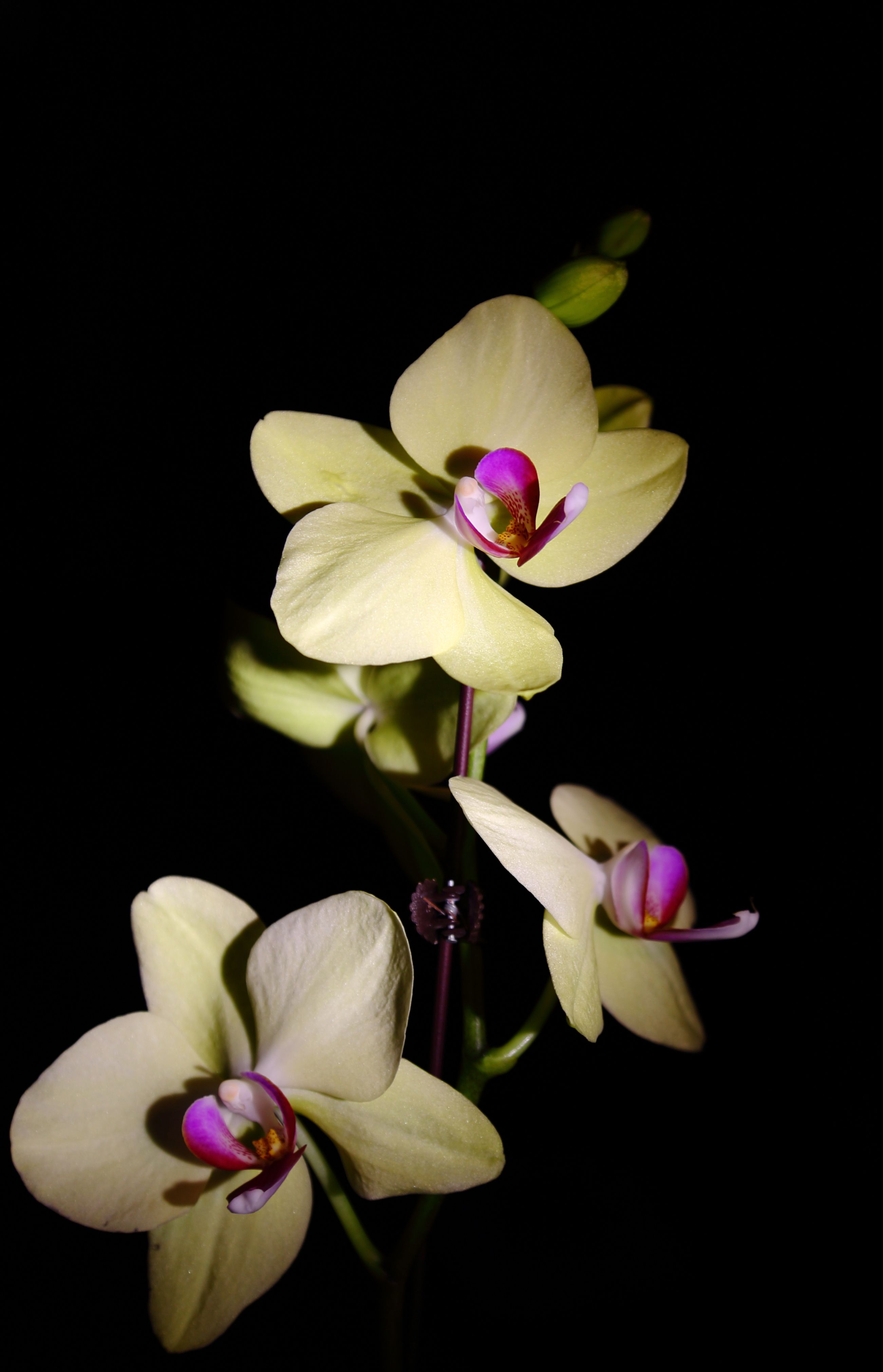 名贵兰花图片(名贵兰花图片大全大图 品种)