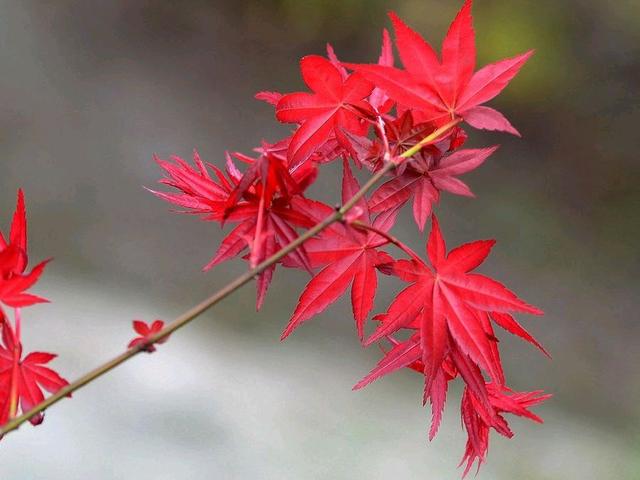 岁月若沧桑，愿你淡然承受；人生若风雨，愿你疗愈自己