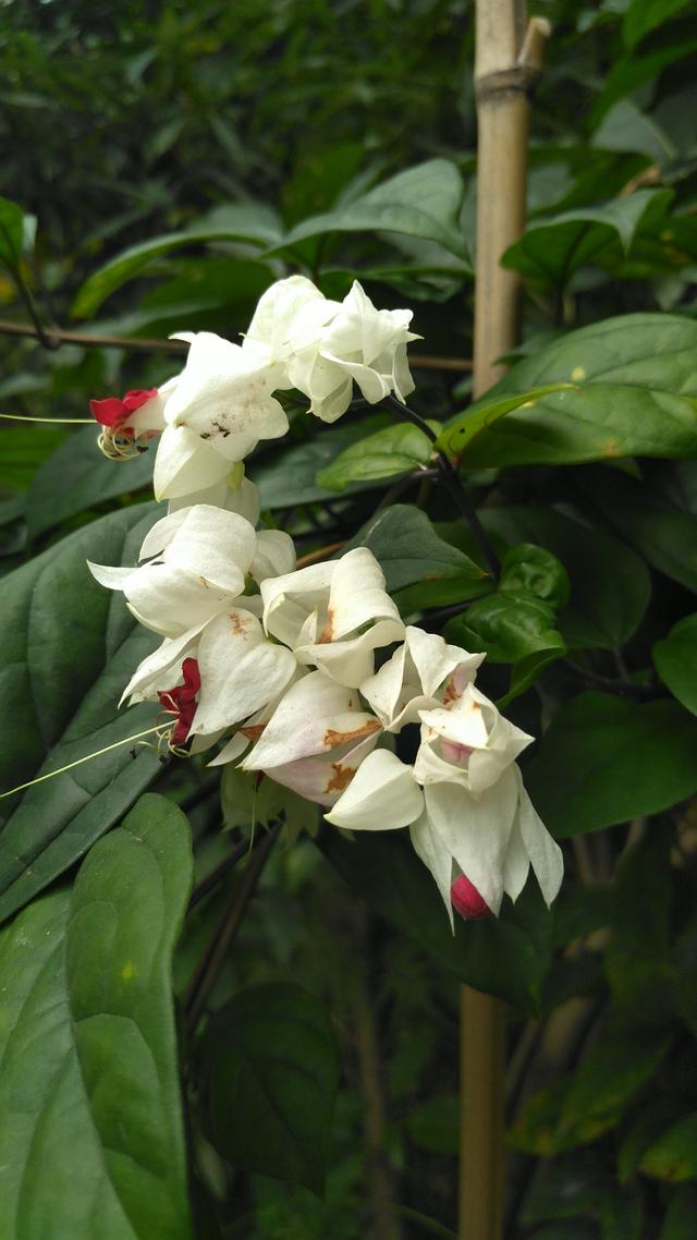 龙吐珠一年开几次花（一种美丽的灌木居家盆栽需要注意）