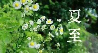 夏至话蝉：所有的等待，不仅是刹那绽放，而是充满期待和生生不息