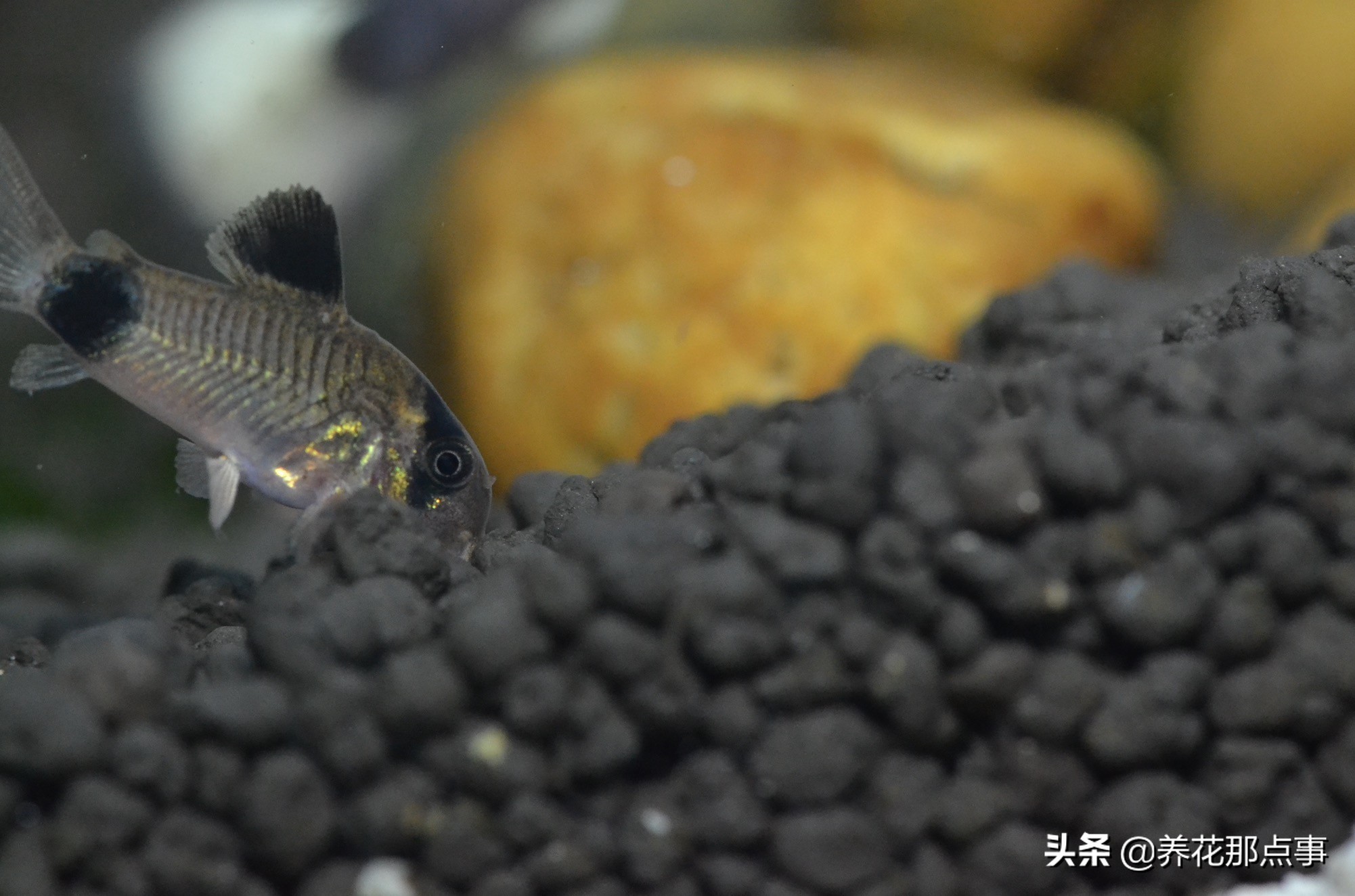 热带鱼最适合新手养(什么热带鱼适合新手养)