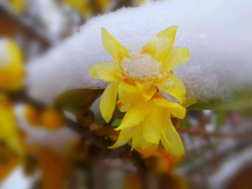 听雪，也是听心