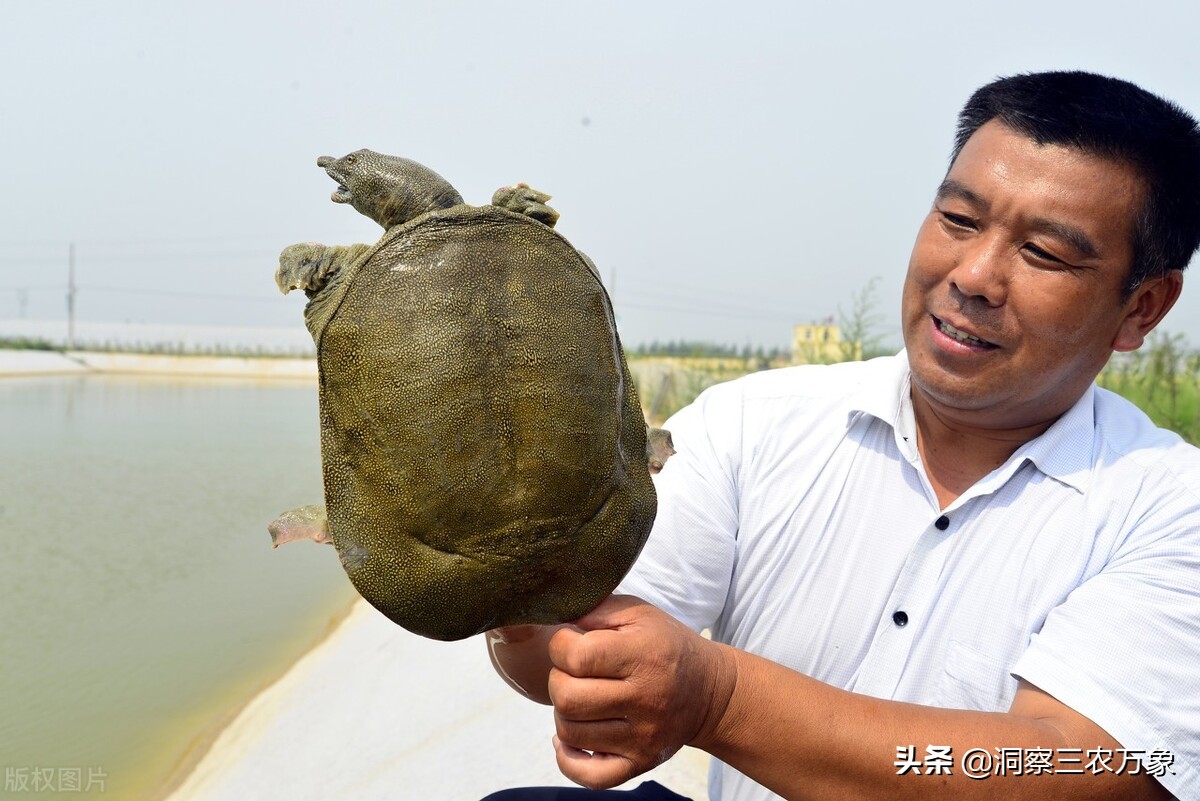 甲鱼的饲养方法