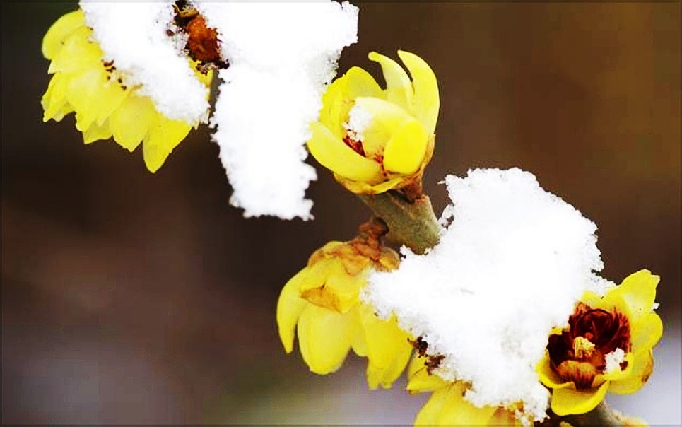 更无花态度，全有雪精神。蜡梅冲寒开，温柔了时光，惊艳了岁月