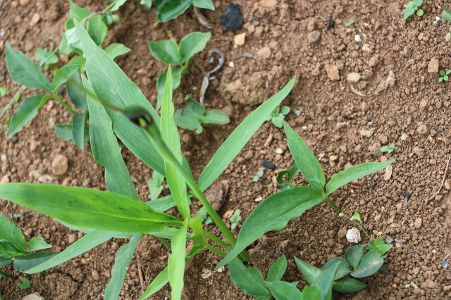 十种农村常见中药材，有的价值过万元一斤，遇到别错过