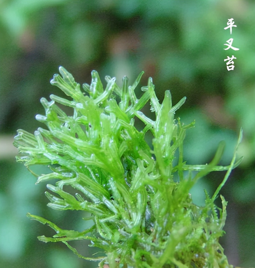 苔藓植物图片（小编带你盘点四十种苔藓植物）