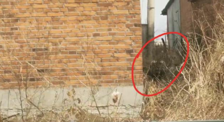 ​25天，进村东北虎完达山一号放归山林，重回自然还会回来吗？