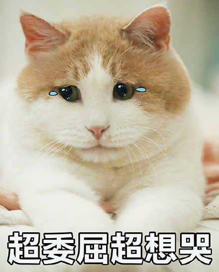 猫咪表情包｜没人疼，没人爱，我是地里的小白菜