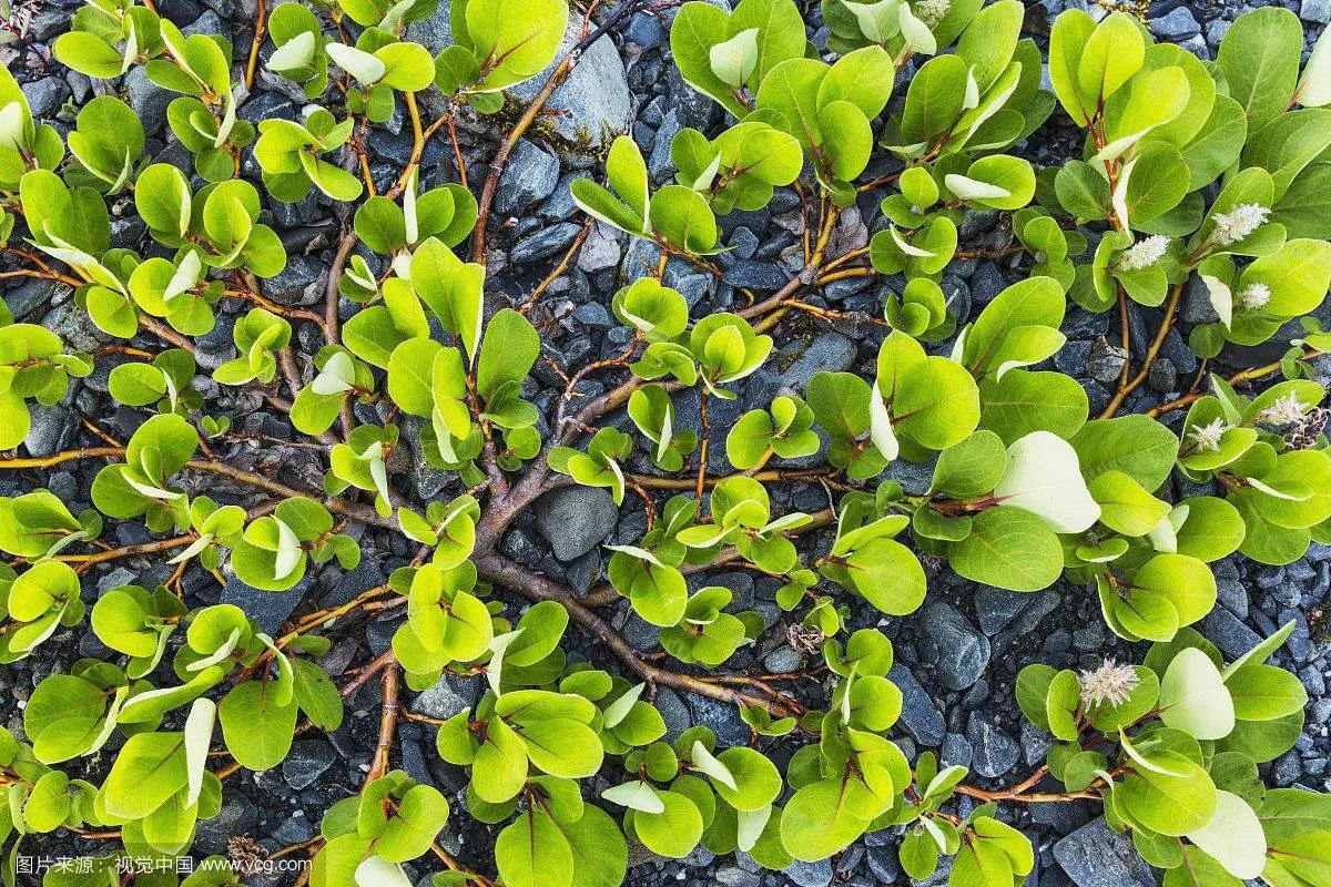 矮柳的体型极小,但麻雀虽小五脏俱全,它与正常柳树一样抽出枝条,长出