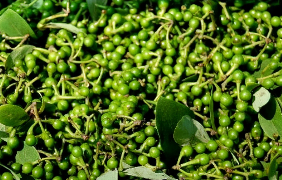山胡椒:酷似樟树果实,闻起来味道上头,湖南常用来煮肉,特下饭