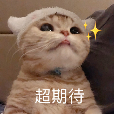 猫咪撒娇表情包合集